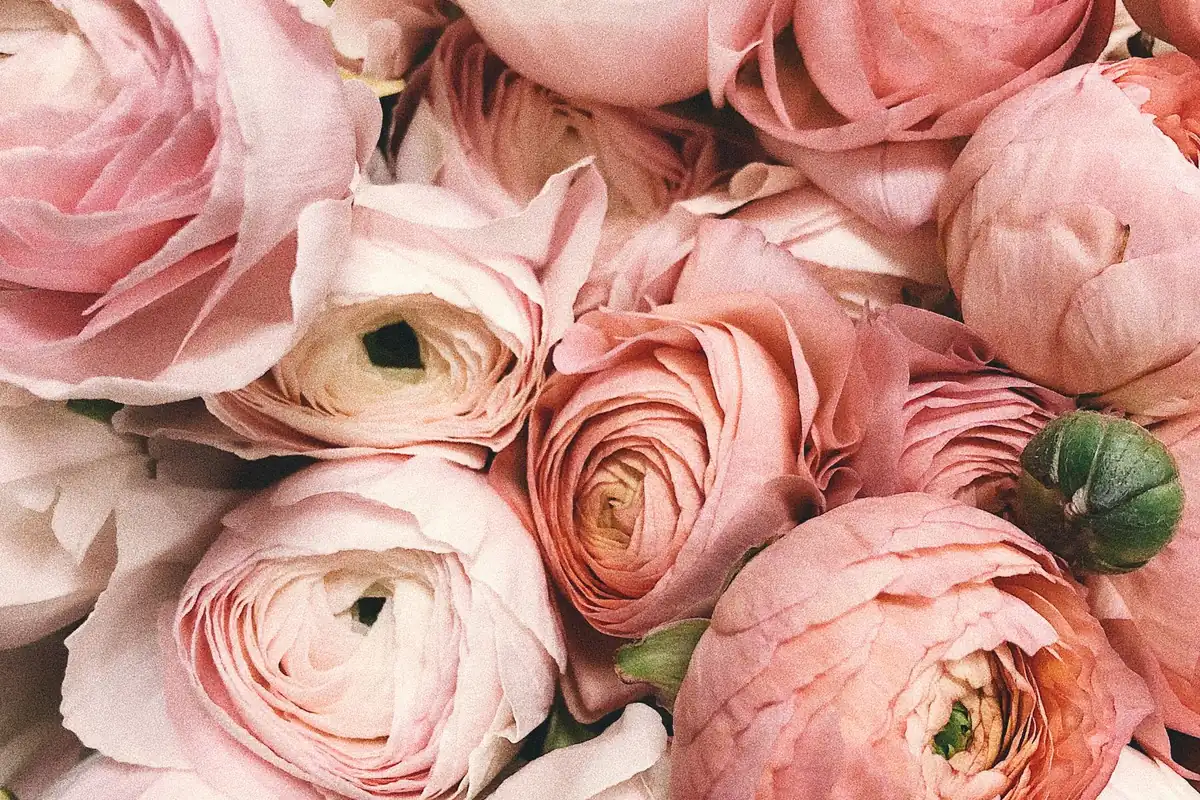 Soft pink peonies in a vase